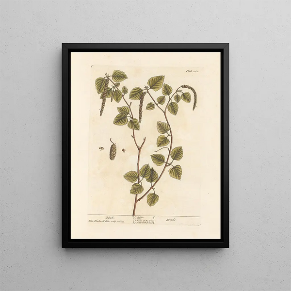 Birke - Elizabeth Blackwell — gerahmtes Bild an der Wand