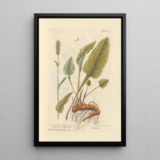 Elizabeth Blackwell - Bistort or snakeweed.webp