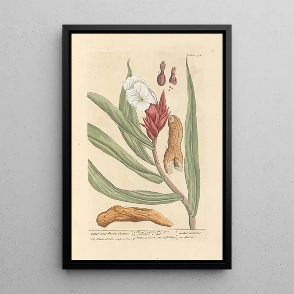 Costus amer et doux - Elizabeth Blackwell — gerahmtes Bild an der Wand