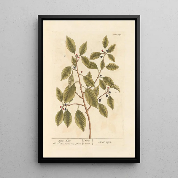 Aulne noir - Elizabeth Blackwell — gerahmtes Bild an der Wand