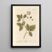 Schwarze Brombeere - Elizabeth Blackwell — gerahmtes Bild an der Wand