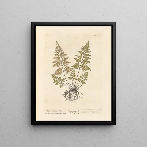 Haare eines jungen schwarzen Mädchens - Elizabeth Blackwell — gerahmtes Bild an der Wand