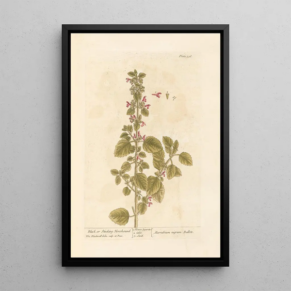 Marrube noir ou puant - Elizabeth Blackwell — gerahmtes Bild an der Wand