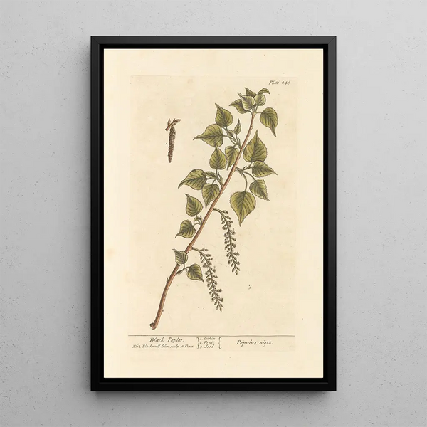 Peuplier noir - Elizabeth Blackwell — gerahmtes Bild an der Wand