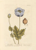 Mohn schwarz - Elizabeth Blackwell — Ansicht des Kunstwerks