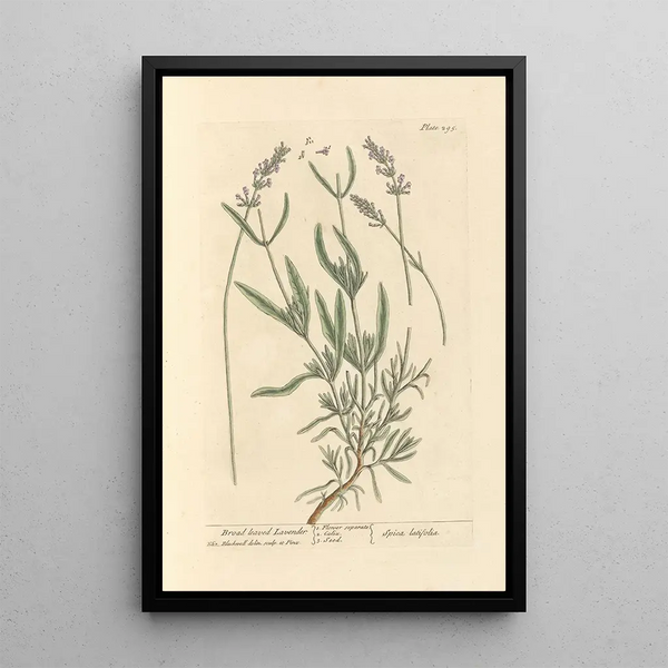 Lavendel mit großen Blättern - Elizabeth Blackwell — gerahmtes Bild an der Wand