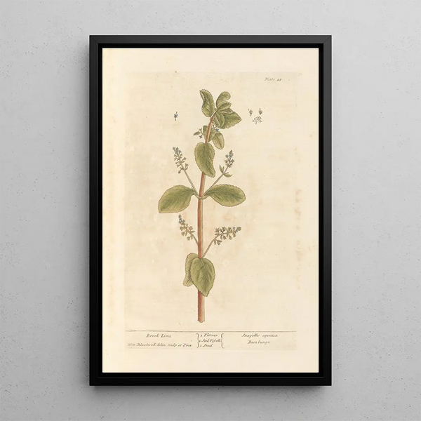 Cresson de fontaine - Elizabeth Blackwell — gerahmtes Bild an der Wand