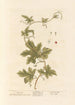 Bryone - Elizabeth Blackwell — Ansicht des Kunstwerks