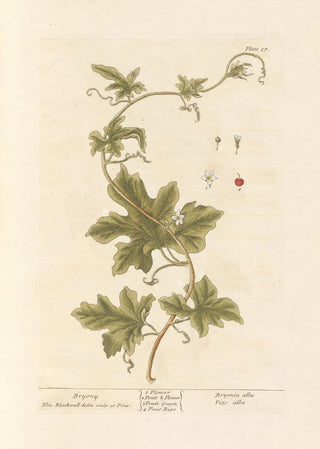 Elizabeth Blackwell - Bryony.webp