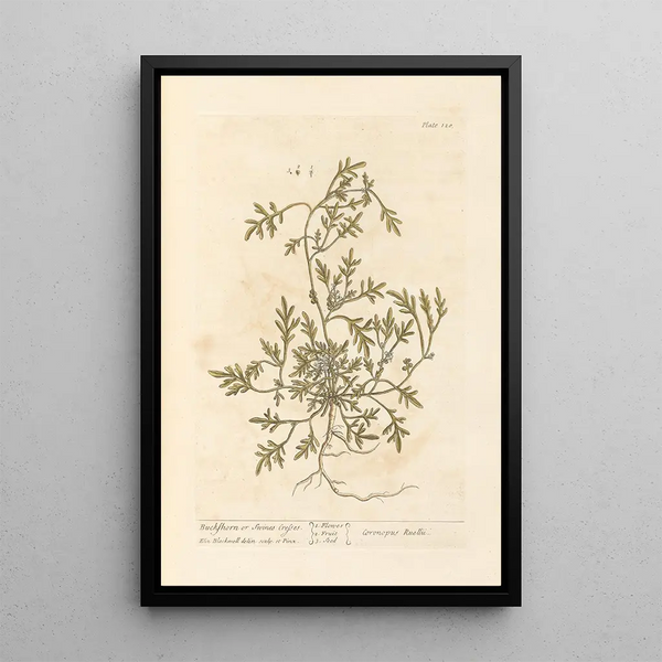 Cresson de porc ou cresson de porc-épic - Elizabeth Blackwell — gerahmtes Bild an der Wand