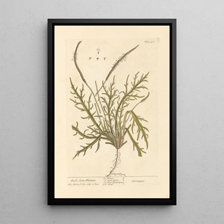 Elizabeth Blackwell - Buckshorn plantain.webp