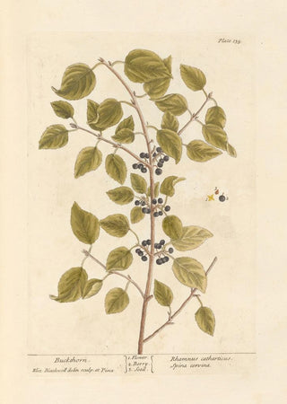 Elizabeth Blackwell - Buckthorn.webp