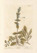 Bugle - Elizabeth Blackwell — Ansicht des Kunstwerks