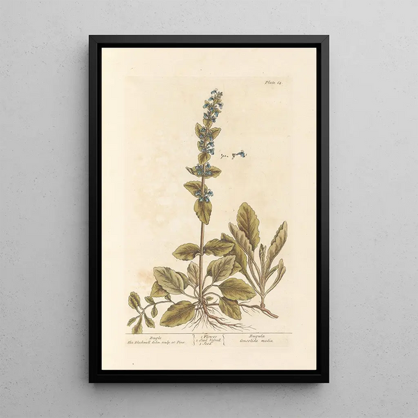 Bugle - Elizabeth Blackwell — gerahmtes Bild an der Wand