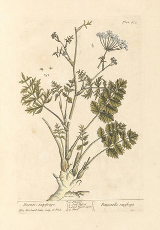 Elizabeth Blackwell - Burnet saxifrage.webp