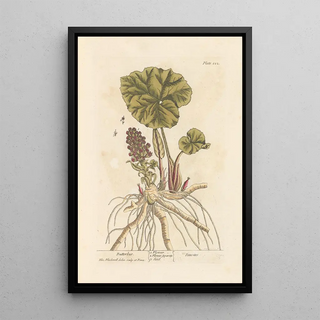 Elizabeth Blackwell - Butterbur.webp