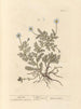 Kamille - Elizabeth Blackwell — Ansicht des Kunstwerks