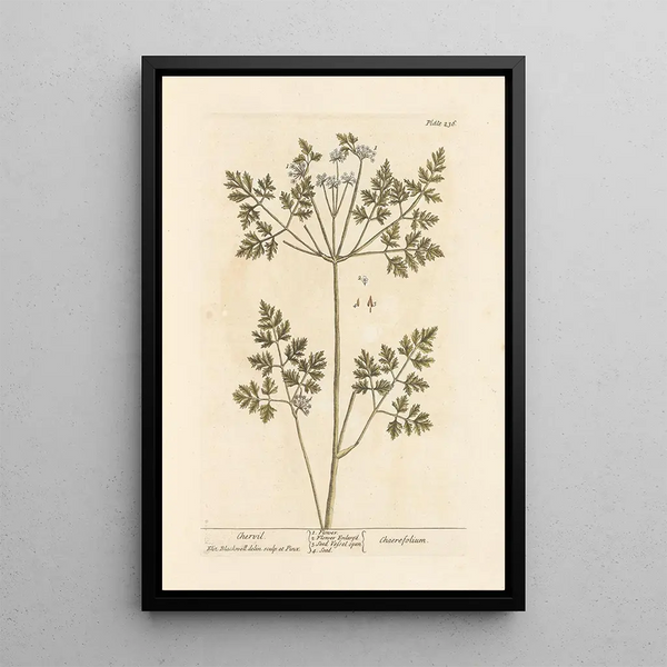 Kerbel - Elizabeth Blackwell — gerahmtes Bild an der Wand