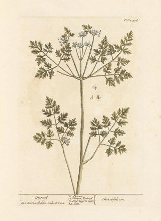 Elizabeth Blackwell - Chervil.webp