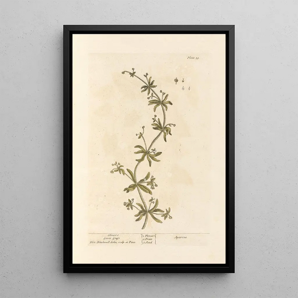 Gaillet gratteron - Elizabeth Blackwell — gerahmtes Bild an der Wand