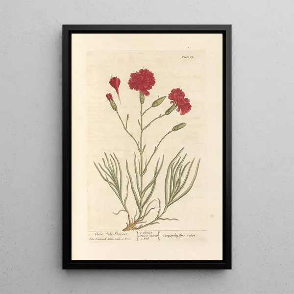 Nelken-Gänseblümchen - Elizabeth Blackwell — gerahmtes Bild an der Wand