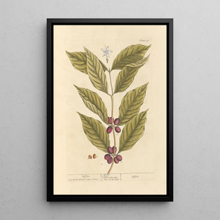 Elizabeth Blackwell - Coffee.webp