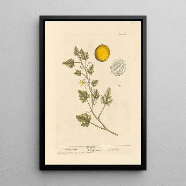 Coloquinte - Elizabeth Blackwell — gerahmtes Bild an der Wand
