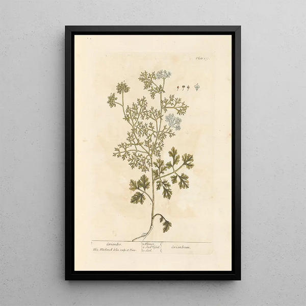 Koriander - Elizabeth Blackwell — gerahmtes Bild an der Wand