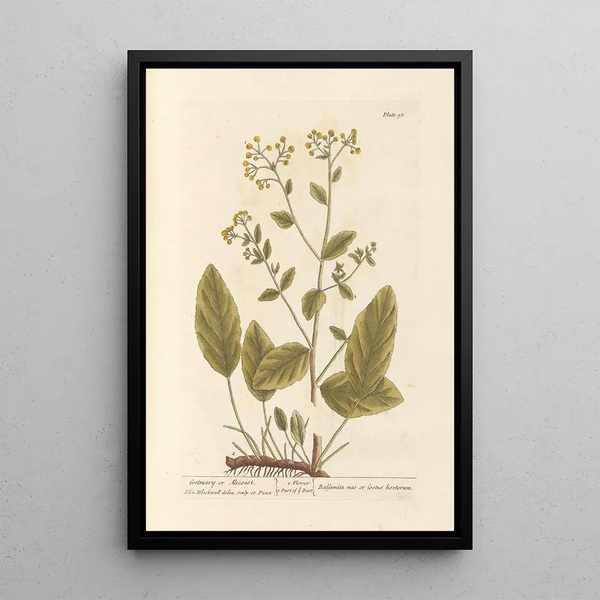 Herbe Sainte ou Costus - Elizabeth Blackwell — gerahmtes Bild an der Wand