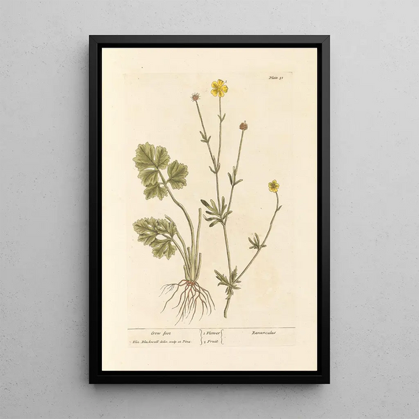 Fuß der Horn - Elizabeth Blackwell — gerahmtes Bild an der Wand