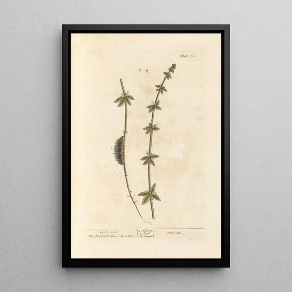 Kreuz der Erde - Elizabeth Blackwell — gerahmtes Bild an der Wand