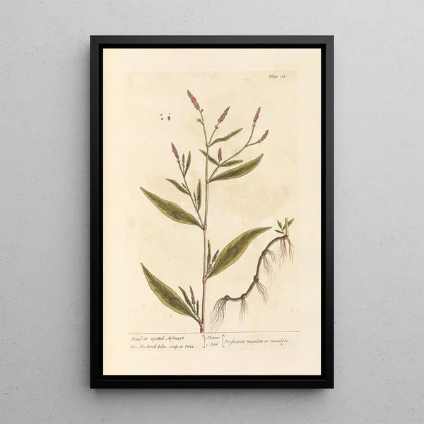Renouée Tachetée oder Morte - Elizabeth Blackwell — gerahmtes Bild an der Wand