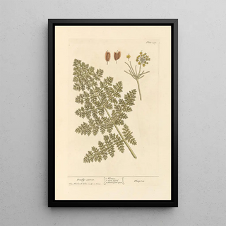 Elizabeth Blackwell - Deadly carrot.webp