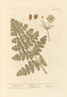 Karotte Mortelle - Elizabeth Blackwell — Ansicht des Kunstwerks