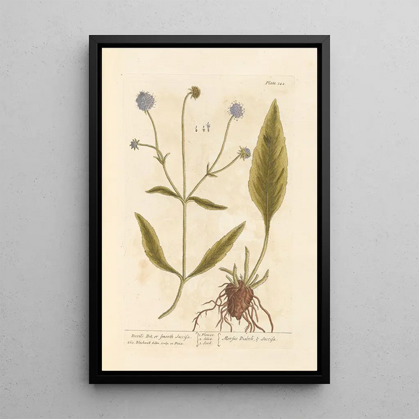 Succise Lisse oder Mors du Diable - Elizabeth Blackwell — gerahmtes Bild an der Wand