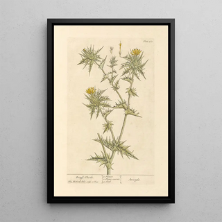 Elizabeth Blackwell - Distaff thistle.webp