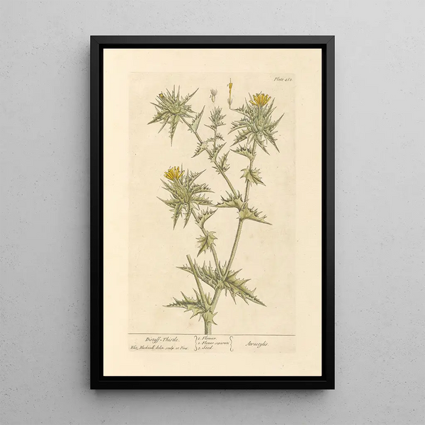 Chardon à Fuseau - Elizabeth Blackwell — gerahmtes Bild an der Wand