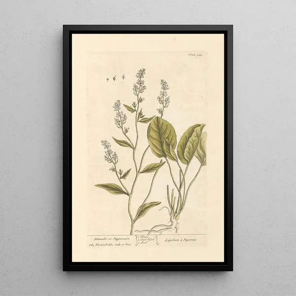 Ditandre oder Pfefferwasser - Elizabeth Blackwell — gerahmtes Bild an der Wand