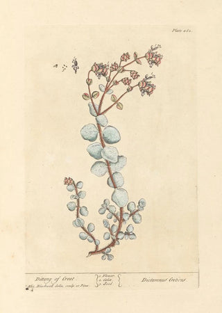 Elizabeth Blackwell - Dittany of creet.webp