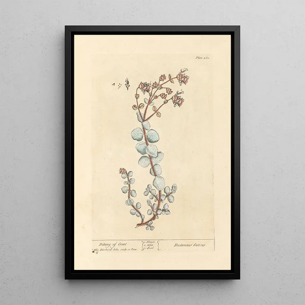 Dictame de Crète - Elizabeth Blackwell — gerahmtes Bild an der Wand