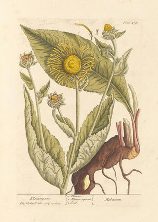 Elizabeth Blackwell - Elecampane.webp