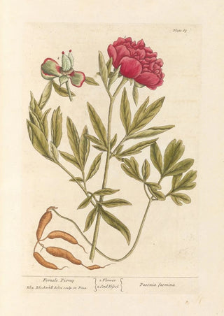 Elizabeth Blackwell - Female piony.webp