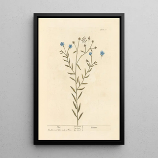 Elizabeth Blackwell - Flax.webp