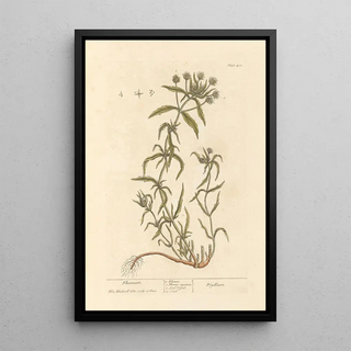 Elizabeth Blackwell - Fleawort.webp