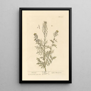 Elizabeth Blackwell - Flixweed.webp