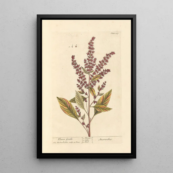 Fleur douce - Elizabeth Blackwell — gerahmtes Bild an der Wand