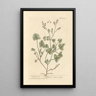 Elizabeth Blackwell - French sorrel.webp