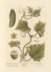 Gurke im Garten - Elizabeth Blackwell — Ansicht des Kunstwerks