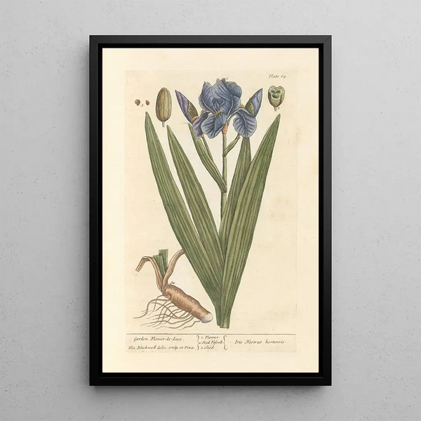 Iris de jardin - Elizabeth Blackwell — gerahmtes Bild an der Wand