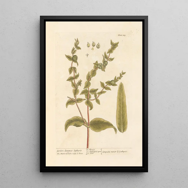 Euphorbe de jardin - Elizabeth Blackwell — gerahmtes Bild an der Wand